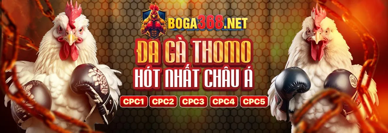 Sân đấu gà trực tuyến sôi động tại 88AX